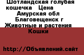 Шотландская голубая кошечка › Цена ­ 2 000 - Амурская обл., Благовещенск г. Животные и растения » Кошки   